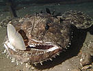 Deep-sea monkfish (Lophius piscatorus) capturing a cod species at a depth of 400m, North East Atlantic Ocean.