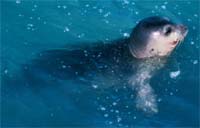 Mediterranean monk seal.
© WWF / Jacques Trotignon
© WWF / Jacques Trotignon
