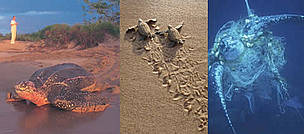 From left to right: A female leatherback turtle leaves a beach in French Guiana after nesting; ...
© From left to right: WWF / Ronald PETOCZ; WWF / Roger LeGUEN; WWF / Michel GUNTHER From left to right: A female leatherback turtle leaves a beach in French Guiana after nesting; ...
© From left to right: WWF / Ronald PETOCZ; WWF / Roger LeGUEN; WWF / Michel GUNTHER
