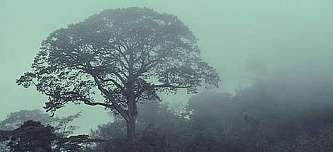 Tree silhouette in mist, Mt Kupe, Cameroon.
© WWF / Frederick J. WEYERHAEUSER Tree silhouette in mist, Mt Kupe, Cameroon. rel=
