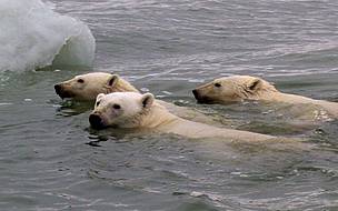 Polar bears swimming. / ©: WWF-US / ©: WWF-US