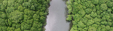 Aerial view of mangrove forest, divided by the Nandamojo River, Junquillal Beach; Pacific coast of ...
© Carlos Drews / WWF rel=