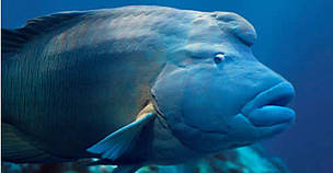 Humphead wrasse.
© WWF / Darren JEW Humphead wrasse.
© WWF / Darren JEW