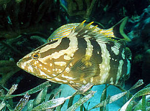 Nassau grouper (Epinephelus striatus), Hol Chan Marine Reserve, Belize. © WWF / Anthony B. RATH Nassau grouper (Epinephelus striatus), Hol Chan Marine Reserve, Belize.