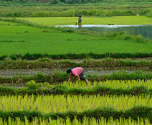 Planting rice seedlings in the morning near Vientiane Capital, Laos.
© Graham Baird / WWF Laos
© Graham Baird / WWF Laos