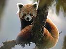 Red Panda
© WWF-Germany / Peter PROKOSCH
© WWF-Germany / Peter PROKOSCH