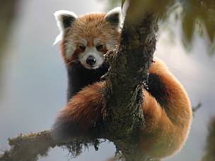 Red Panda (Ailurus fulgens).
© WWF-Germany / Peter PROKOSCH
© WWF-Germany / Peter PROKOSCH