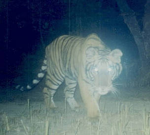 Tiger caught on camera
© WWF Nepal Tiger caught on camera
© WWF Nepal