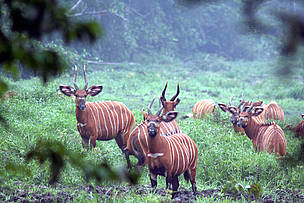 The bongo is the largest antelope found in the African rainforest. One can regularly see traces of ...
© Chloe Cipolletta Dzanga-Sangha
© Chloe Cipolletta
