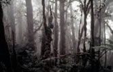 Moss forest at an altitude of 2,600 m in the Arfak Mountains Nature Reserve, West Irian Jaya ...
© WWF / Ian CRAVEN Moss forest at an altitude of 2600 meters in the Arfak Mountains Nature Reserve, Irian Jaya, ...
© WWF / Ian CRAVEN