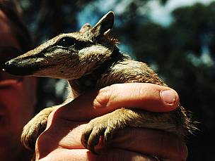 The numbat is a small marsupial endemic to Western Australia.
© WWF / Fredy MERCA
© WWF / Fredy MERCA
