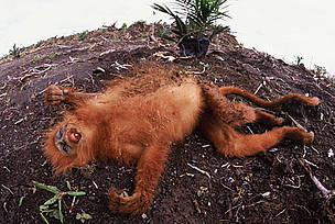 Dead maroon leaf-monkey (Presbytis rubicunda) lying in a new palm oil plantation near Sembuluh, ... / ©: Alain Compost / WWF-Canon / ©: Alain Compost / WWF-Canon
