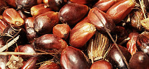 Freshly harvested palm kernels from the oil palm tree.
© Sandra Mbanefo Obiago / WWF
© Sandra Mbanefo Obiago / WWF