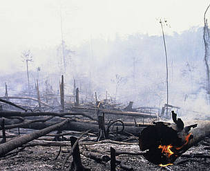 Burning rainforest to clear land for oil palm plantations near the Bukit Tigapuluh Nature Reserve, ...
© Mark Edwards / WWF
© Mark Edwards / WWF