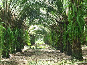 Oil palm plantations cover the ground to prevent erosion and control weeds.
© WWF CARO Oil palm plantations cover the ground to prevent erosion and control weeds.
© WWF CARO