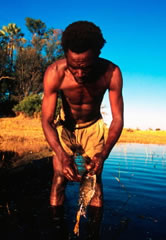 A subsistence fisherman of the Bayei (or River) people, Okavango Delta, Botswana.
© WWF / Martin HARVEY A subsistence fisherman of the Bayei (or River) people, Okavango Delta, Botswana.
© WWF / Martin HARVEY