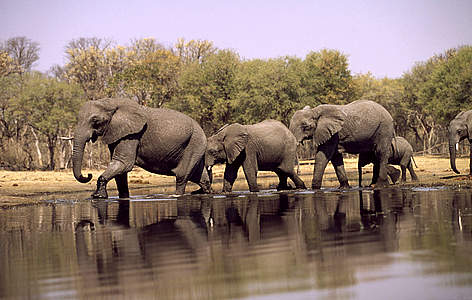 African elephant herd drinking at the Khwai River in the Okavango Delta, Moremi Game Reserve, ...
© Martin Harvey / WWF rel=