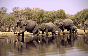 African elephant herd drinking at the Khwai River in the Okavango Delta, Moremi Game Reserve, Botswana © Martin Harvey / WWF African elephant herd drinking at the Khwai River in the Okavango Delta, Moremi Game Reserve, Botswana