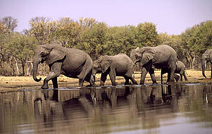 How do African elephants migrate?