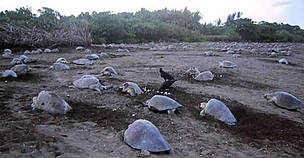 Olive Ridley turtle.
© Sebastián Troëng
© Sebastián Troëng