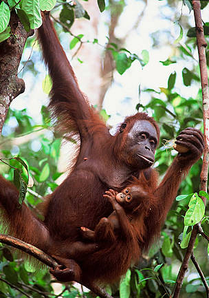 Mother & baby Orang-utan (Pongo pygmaeus), Nyaru Menteng, Central Kalimantan, Indonesia. / ©: WWF-Canon / Alain COMPOST Mother & baby Orang-utan (<i>Pongo pygmaeus</i>), Nyaru Menteng, Central ... / ©: WWF-Canon / Alain COMPOST