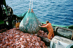 Emptying a mesh full of orange roughy into a trawler.
© AFMA
© AFMA