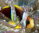 Orangefin anemonefish (Amphiprion chrysopterus). Juvenile anemonefish often dive deep into the mouth of their host aurora anemone when threatened.