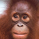 Portrait of a young Orang-utan (Pongo pygmaeus).