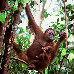 Orangutan
© WWF
© WWF
