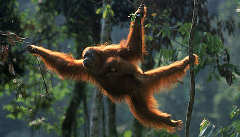 orangutan_257637_1_408099.jpg