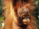 Borneo orang-utan (Pongo pygmaeus).