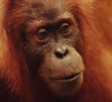 There are an estimated 7,500 orang-utans on Sumatra.
© WWF / Michel TERRETTAZ
© WWF / Michel TERRETTAZ