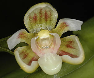 One of eight new orchid species (<i>Cadetia Kutubu</I>) recently discovered in Papua New Guinea. © WWF / Wayne Harris One of eight new orchid species (Cadetia Kutubu) recently discovered in Papua New Guinea.