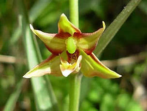 Orchid, Wadi Wurayah.
© EWS-WWF
© EWS-WWF