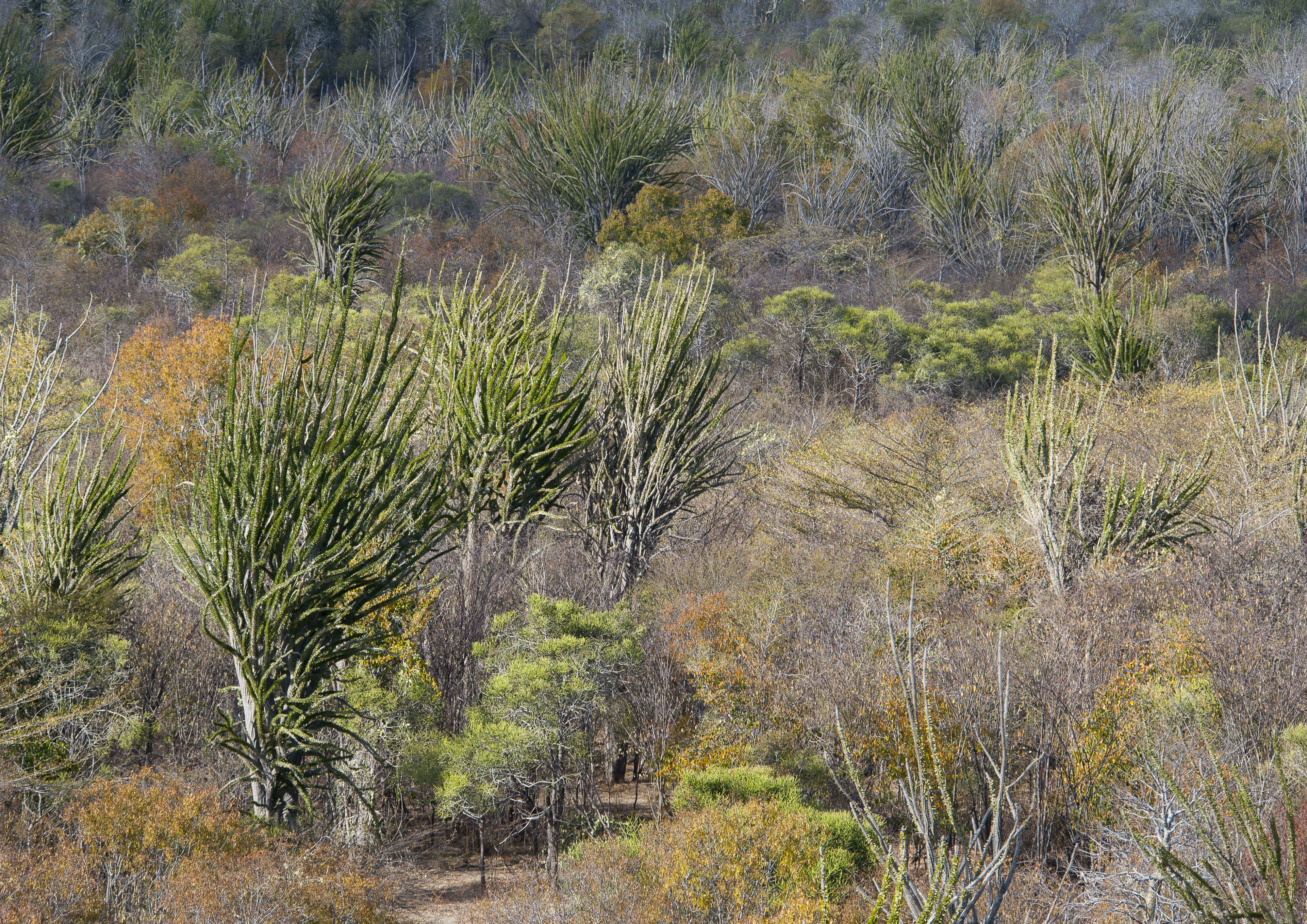 Here is what it’s like living “Life Amongst the Thorns” WWF