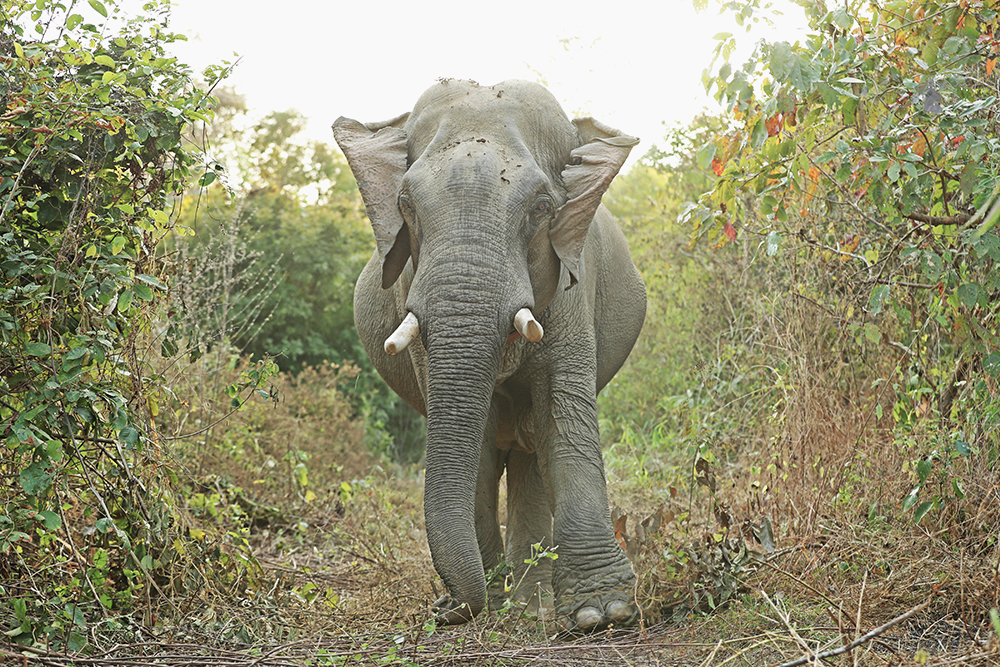 © Julia Thiemann WWF-Germany