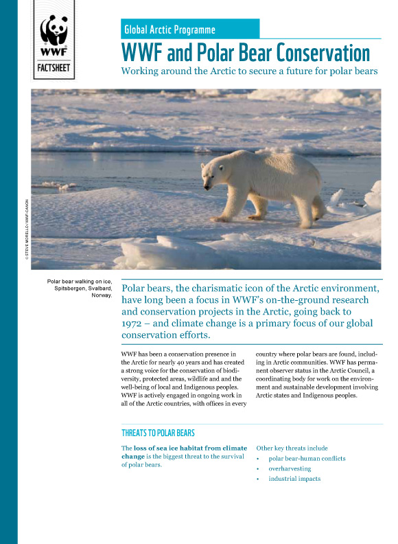 wwf charity letter what wwf is doing for polar bears wwf wwf charity letter what wwf is doing for polar bears wwf