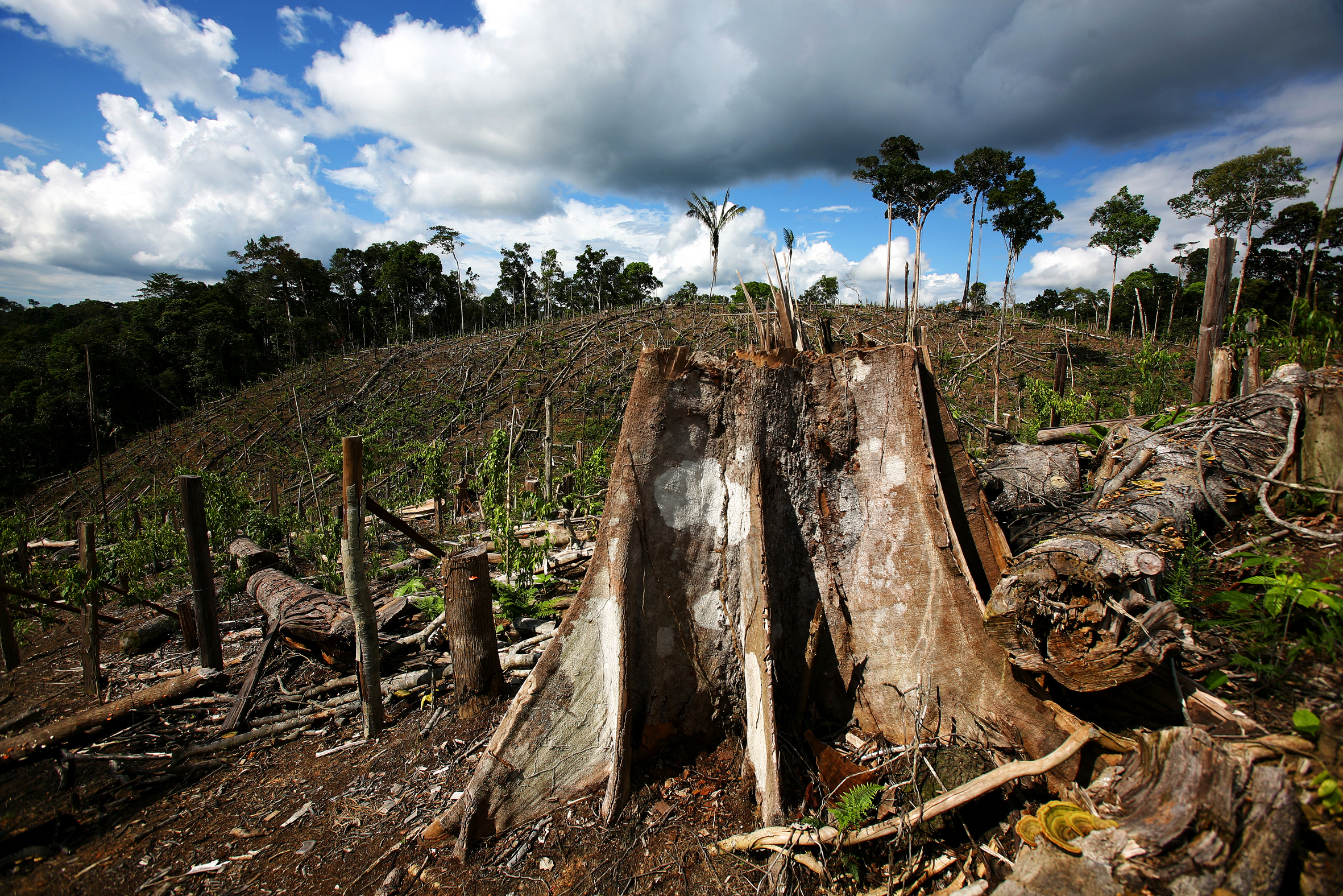 Deforestation in Brazil affects rainfall DESERTIFICATION