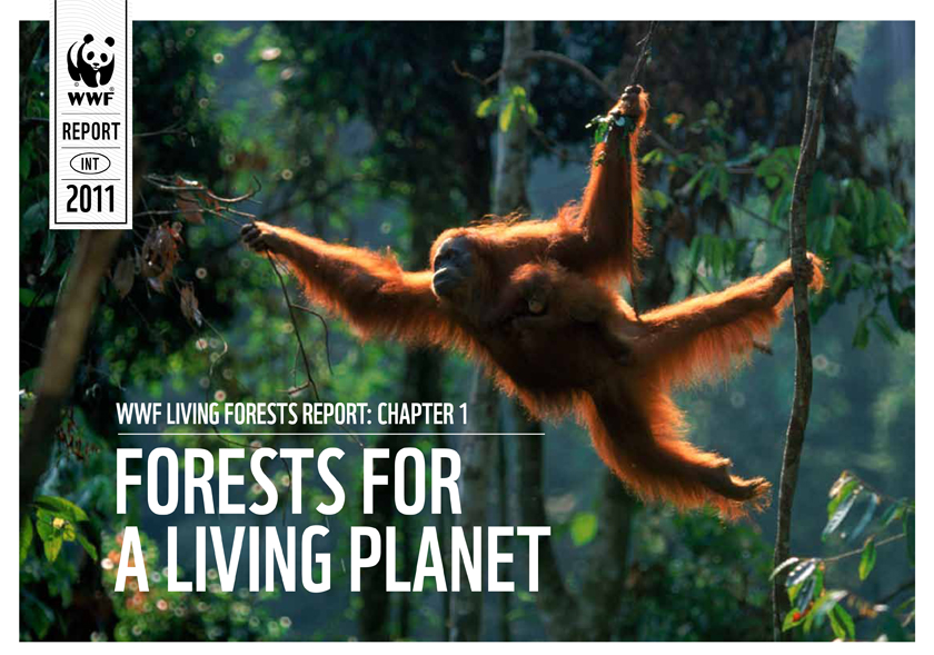 Governments and business must unite in joint action to stop forest loss