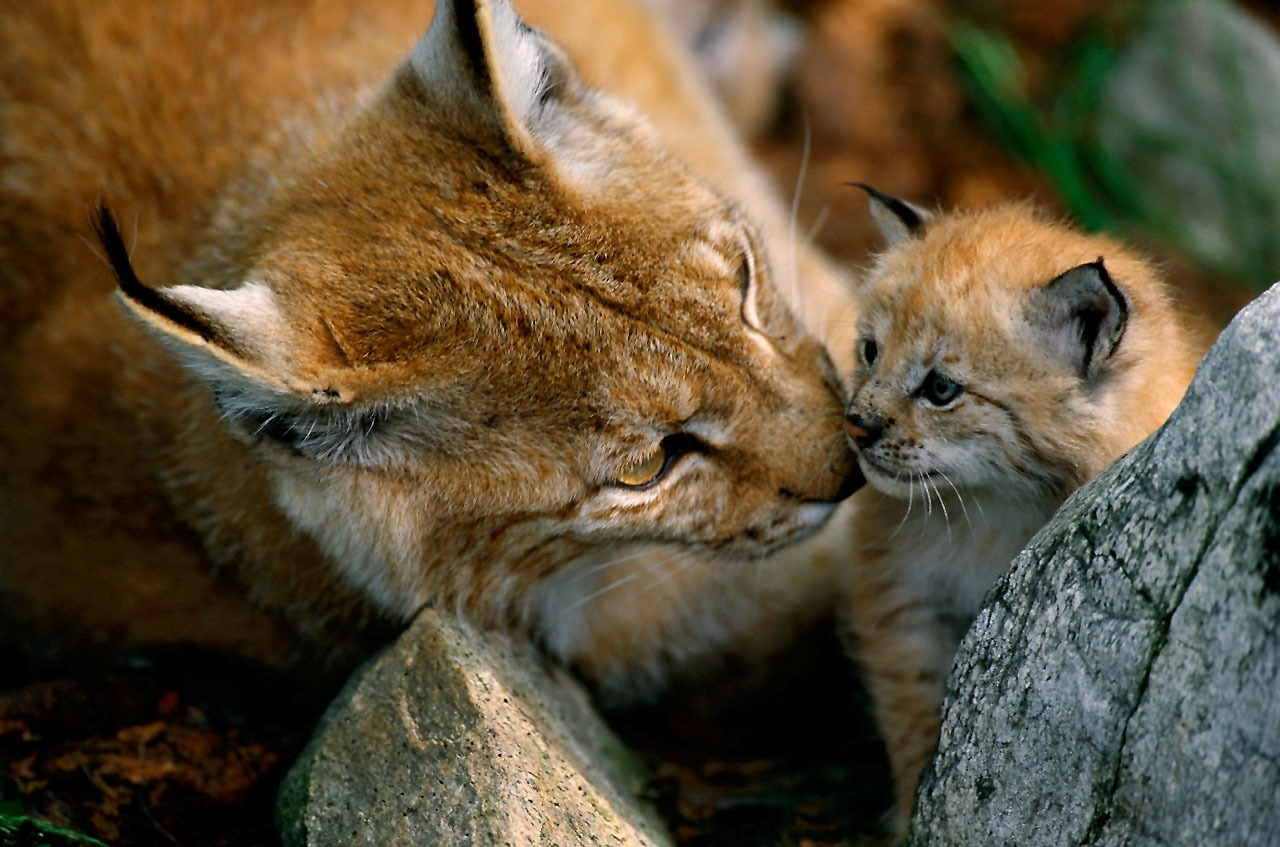 The dangerous life of a young lynx and her mother in Croatia | WWF