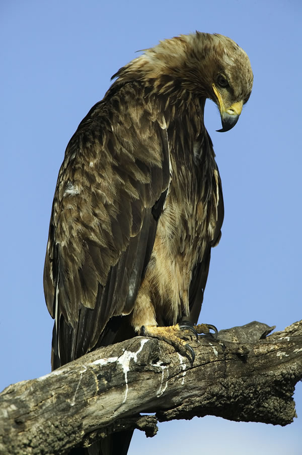 climate change has birds out on a limb wwf climate change has birds out on a limb wwf