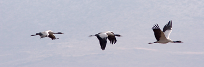 buddah birds protecting the black necked cranes of shangri la wwf