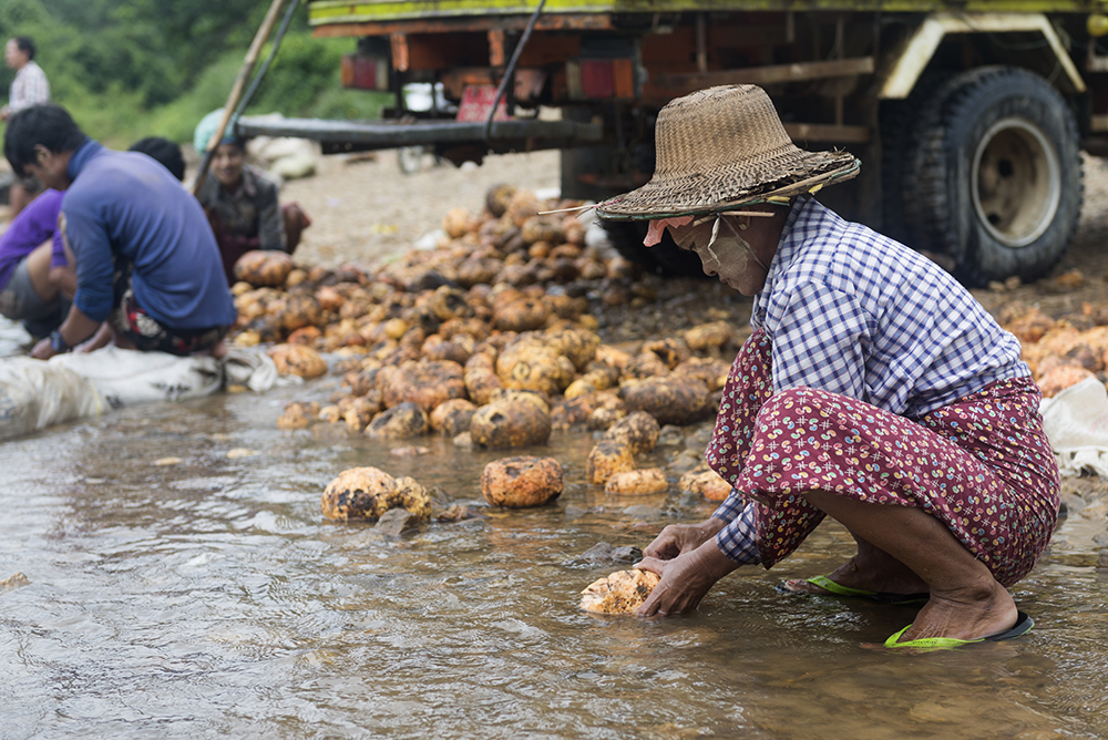 © Chit Ko WWF-Myanmar