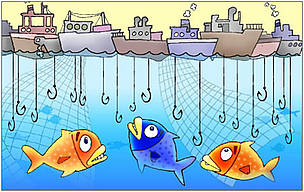 Overfishing of pollock could lead to collapse of important fisheries. Proper, sustainable ...
© WWF Overfishing
© WWF