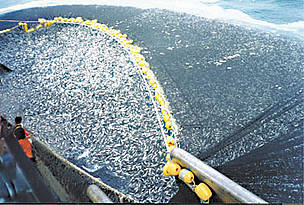 Overfishing
© WWF
© WWF