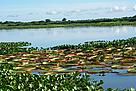 Pantanal landscape