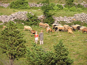 Stočarstvo
© Jasminka Radović, DZZP
© Jasminka Radović, DZZP