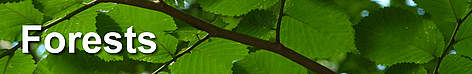 Where WWF works: forests
© WWF rel=
