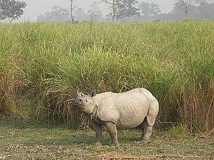 Rhinos and humans come into constant conflict in the Eastern Himalayas as the animals regularly damage and destroy crops. © WWF-Nepal Rhinos and humans come into constant conflict in the Eastern Himalayas as the animals regularly damage and destroy crops.
