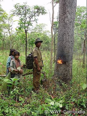 A resin-collector in Cambodia's Eastern Plains Landscape has lit a fire inside one of his regularly ...
© WWF-Cambodia
© WWF-Cambodia